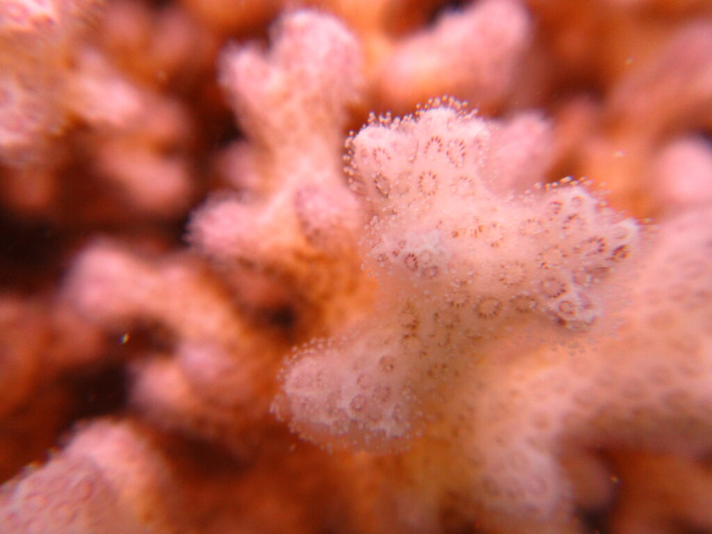 Pocillopora Damicornis (Pocillopora damicornis) |commons:File:A Macro Pocillopora damicornis.jpg