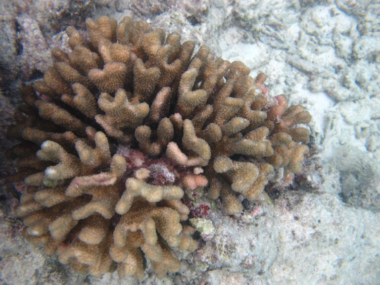 Pocillopora Elegans (Pocillopora elegans) |commons:File:Pocillopora elegans.jpg