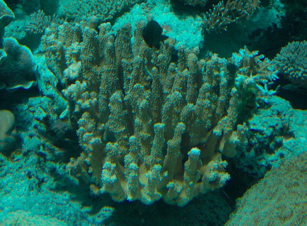 Pocillopora Grandis (Pocillopora grandis) |commons:File:Antler Coral (Pocillopora grandis) - GRB.jpg