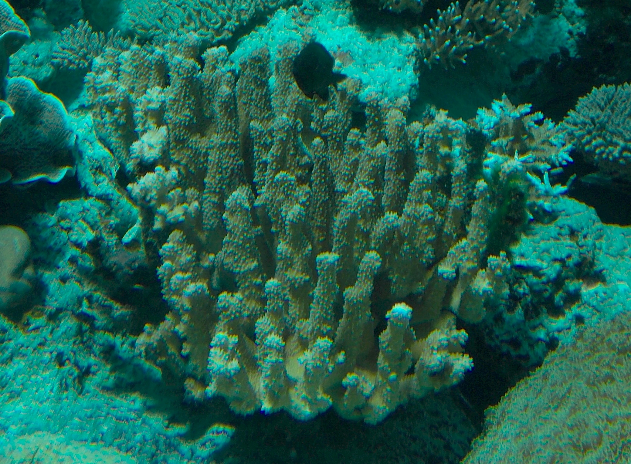 Pocillopora Grandis (Pocillopora grandis) |commons:File:Antler Coral (Pocillopora grandis) - GRB.jpg
