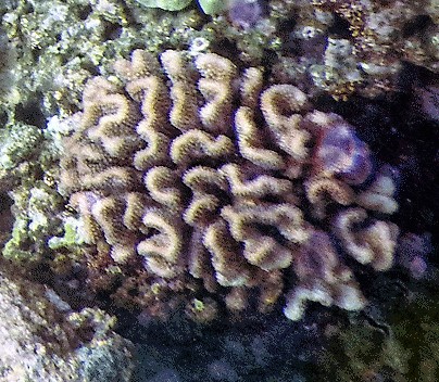 Pocillopora Ligulata (Pocillopora ligulata) |commons:File:Pocillopora ligulata.jpg