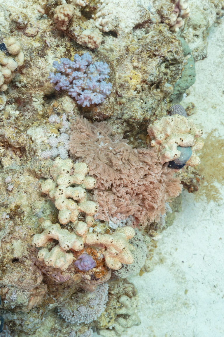 Pocillopora Verrucosa (Pocillopora verrucosa) |commons:File:Arrecife de coral (Pocillopora verrucosa, Xenia umbellata), parque nacional Ras Muhammad, Egipto, 2022-03-28, DD 12.jpg