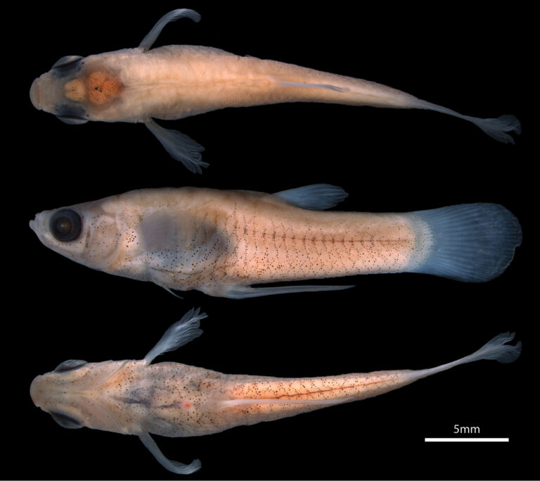 Poeciliopsis jackschultzi (Poeciliopsis jackschultzi) |commons:File:Poeciliopsis jackschultzi (10.3897-zookeys.883.37586) Figure 1.jpg