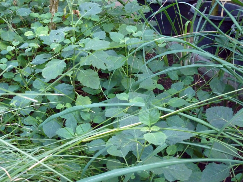 Pogostemon Cablin (Pogostemon cablin) |commons:File:Pogostemon cablin (DITSL).jpg