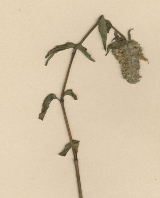 Pogostemon Micangensis (Pogostemon micangensis) |commons:File:COI00033907 - Pogostemon micangensis - Gossweiler, John - 2545.jpg