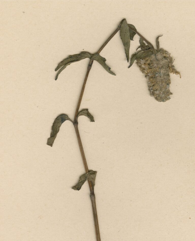 Pogostemon Micangensis (Pogostemon micangensis) |commons:File:COI00033907 - Pogostemon micangensis - Gossweiler, John - 2545.jpg