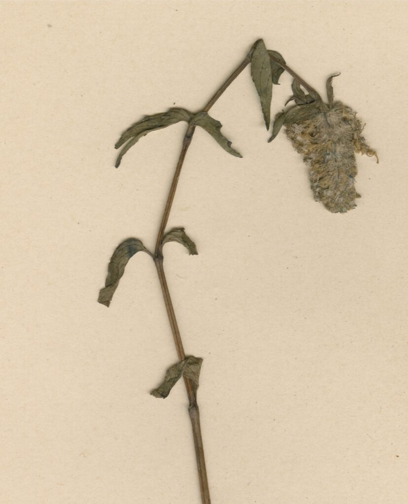 Pogostemon Micangensis (Pogostemon micangensis) |commons:File:COI00033907 - Pogostemon micangensis - Gossweiler, John - 2545.jpg