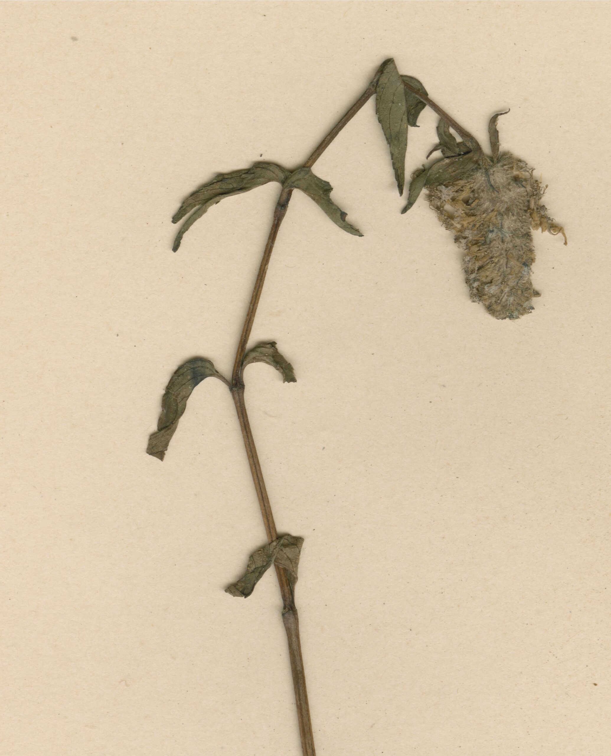Pogostemon Micangensis (Pogostemon micangensis) |commons:File:COI00033907 - Pogostemon micangensis - Gossweiler, John - 2545.jpg