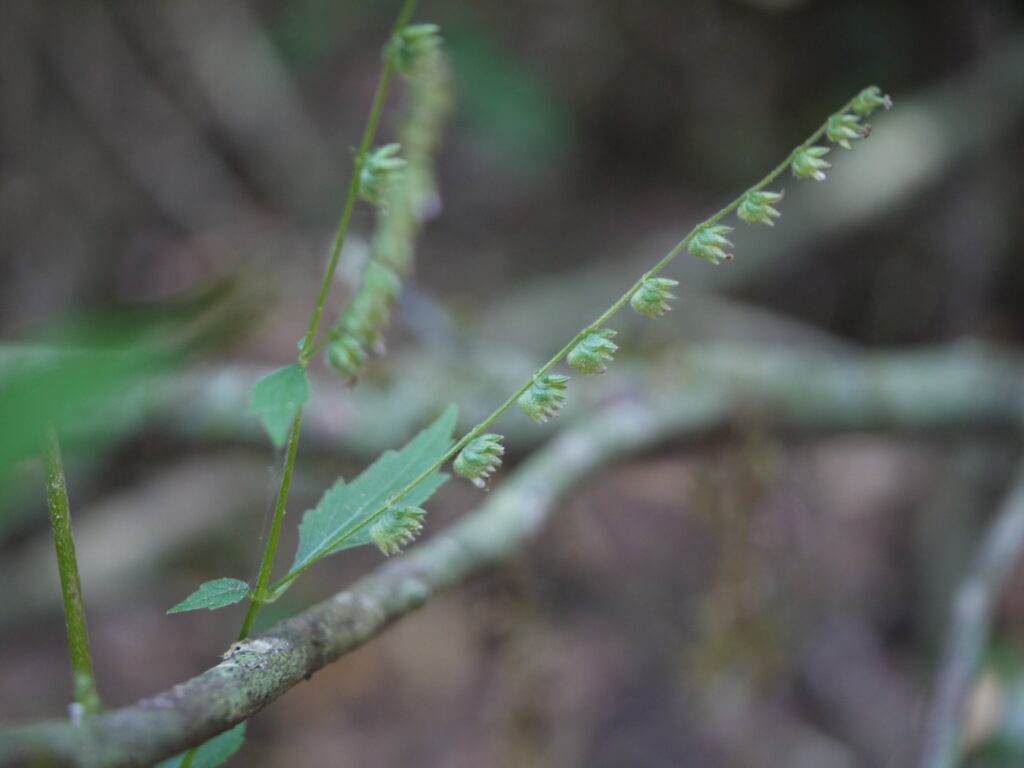 Pogostemon Paniculatus (Pogostemon paniculatus) |commons:File:Pogostemon paniculatus (Willd.) Benth. (15574418943).jpg