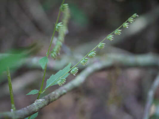 Pogostemon Paniculatus (Pogostemon paniculatus) |commons:File:Pogostemon paniculatus (Willd.) Benth. (15574418943).jpg