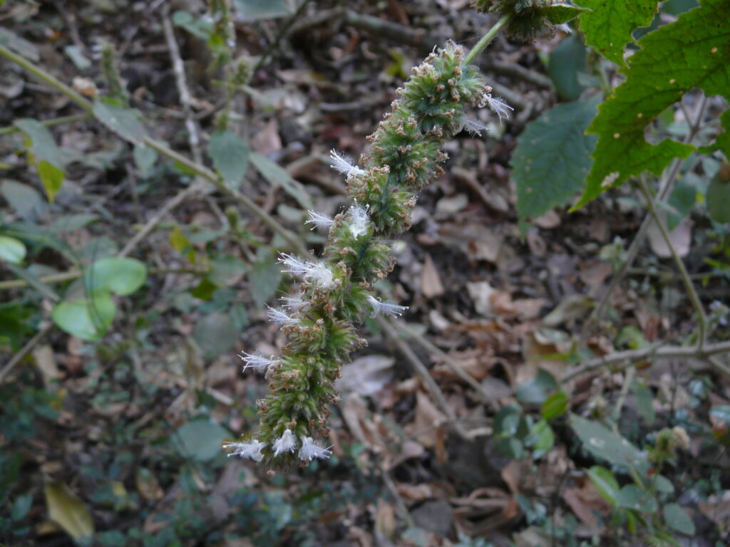 Pogostemon Purpurascens (Pogostemon purpurascens) |commons:File:Pogostemon purpurascens (2251894067).jpg
