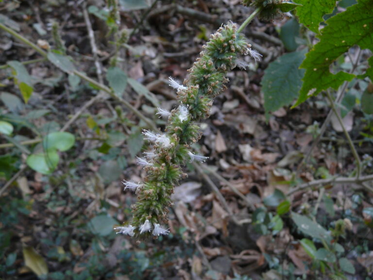 Pogostemon Purpurascens (Pogostemon purpurascens) |commons:File:Pogostemon purpurascens (2251894067).jpg