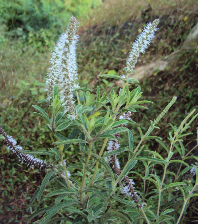 Pogostemon Quadrifolius (Pogostemon quadrifolius) |commons:File:Pogostemon quadrifolius.JPG