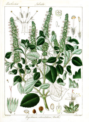 Pogostemon Rotundatus (Pogostemon rotundatus) |commons:File:Pogostemon rotundatus Govindoo.jpg