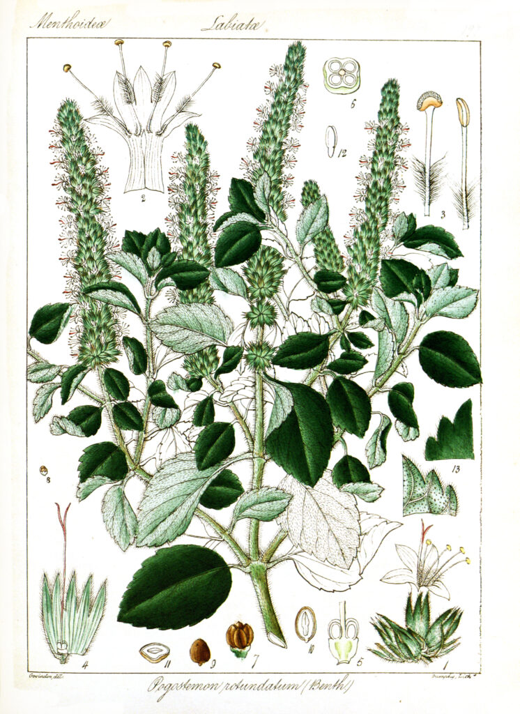 Pogostemon Rotundatus (Pogostemon rotundatus) |commons:File:Pogostemon rotundatus Govindoo.jpg