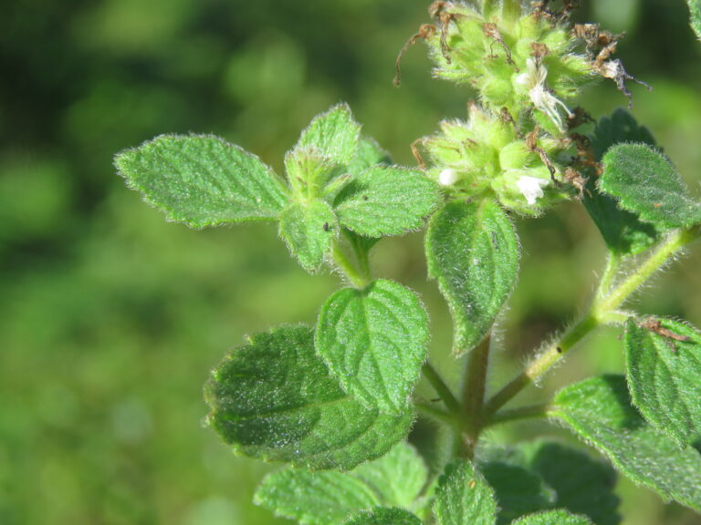 Pogostemon Vestitus (Pogostemon vestitus) |commons:File:Pogostemon vestitus at Tadiandamol, Tadiyantamol during GRV2019 (1).jpg