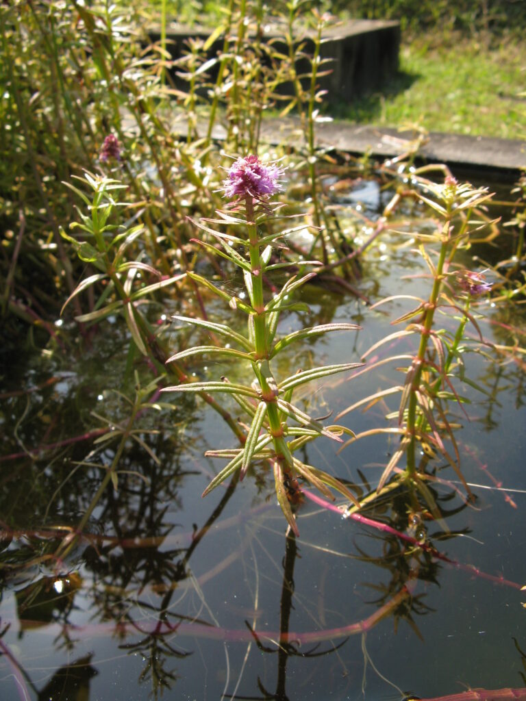 Pogostemon Yatabeanus (Pogostemon yatabeanus) |commons:File:Pogostemon yatabeanus1.jpg