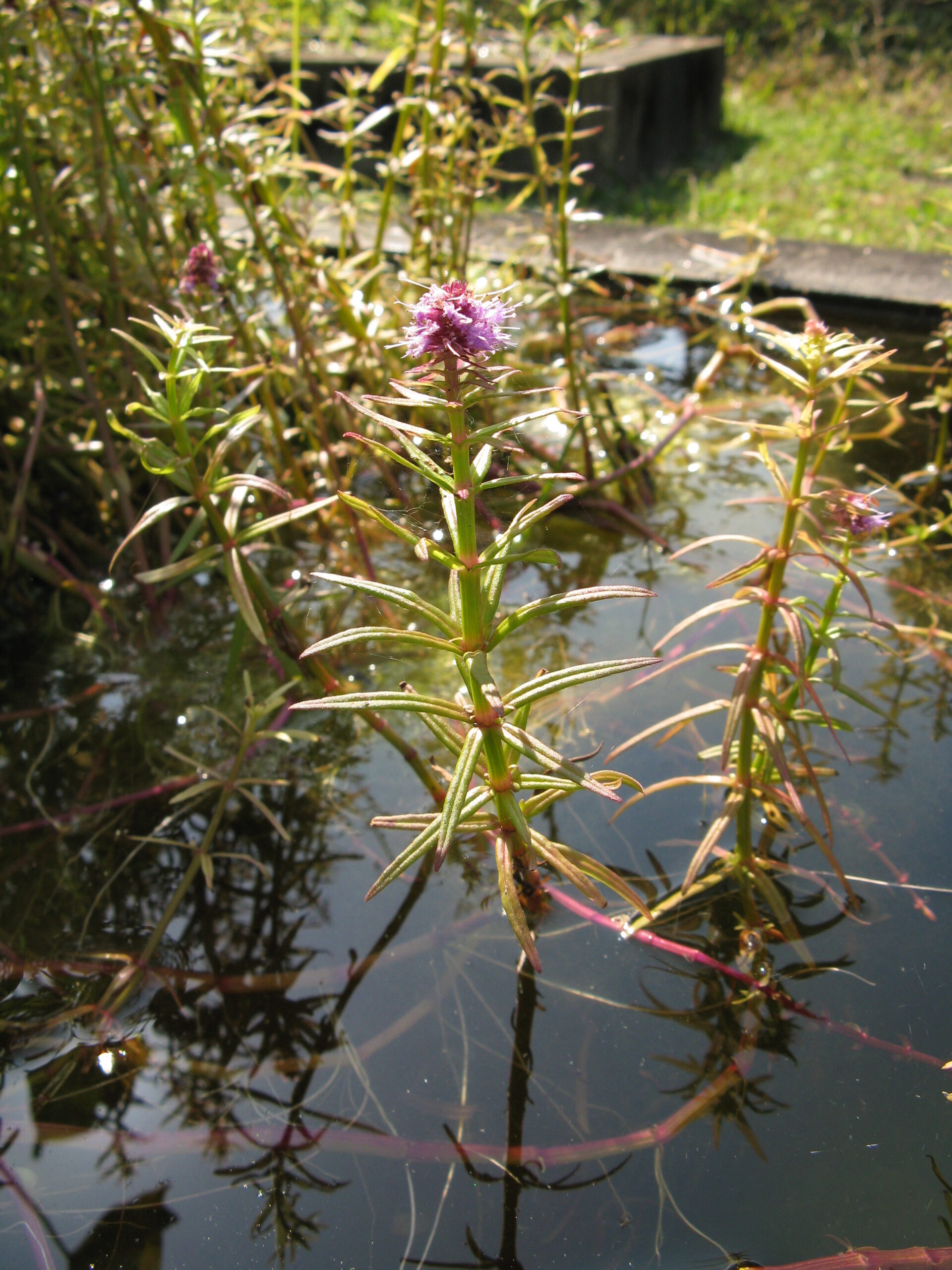 Pogostemon Yatabeanus (Pogostemon yatabeanus) |commons:File:Pogostemon yatabeanus1.jpg