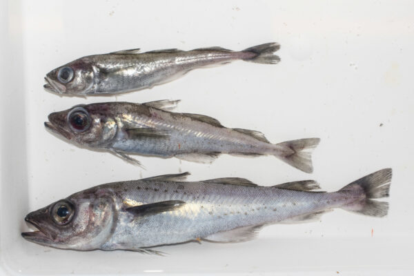 Polar Cod (Arctogadus glacialis) |commons:File:Arctogadus glacialis 66794951.jpg