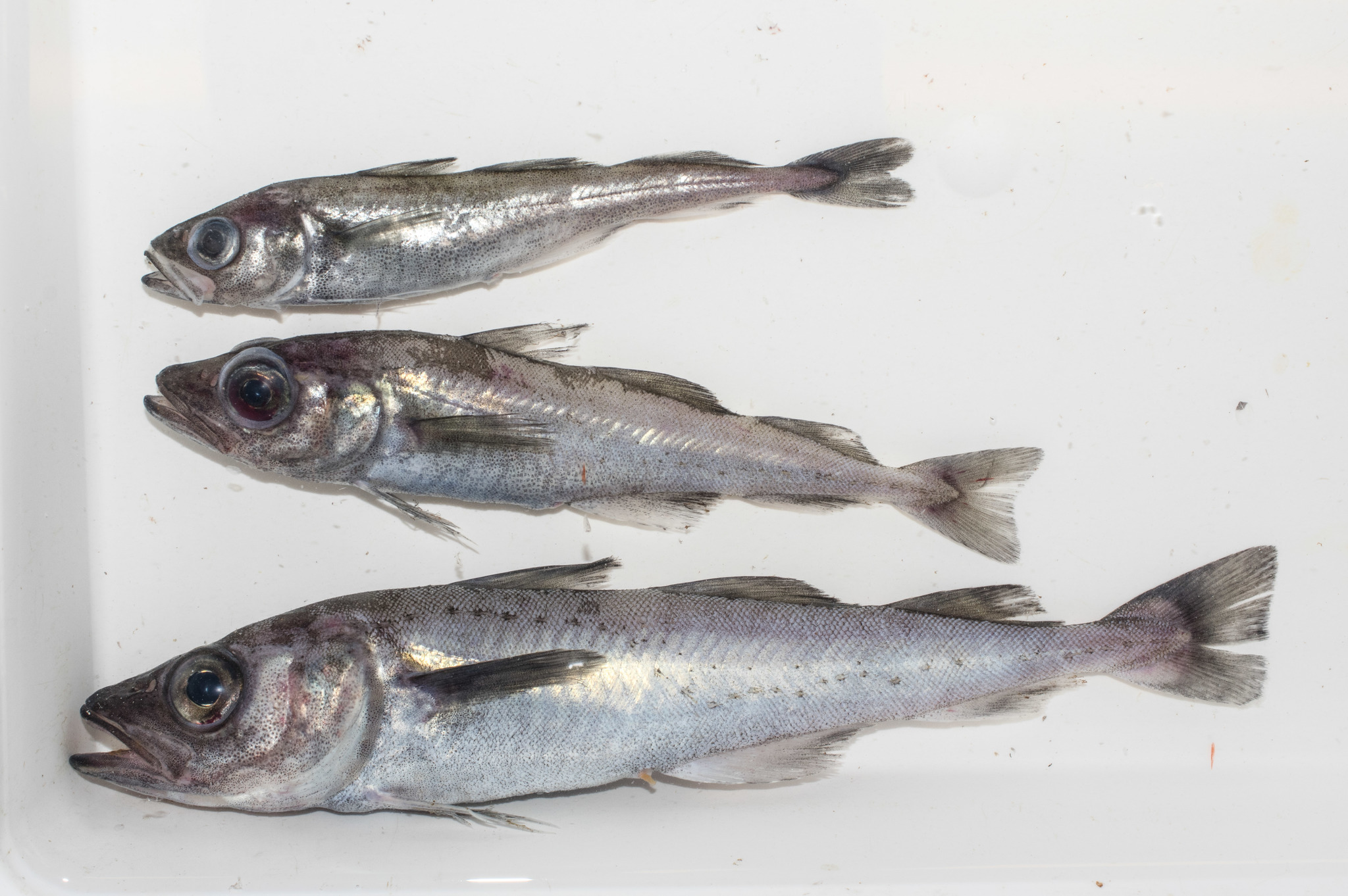 Polar Cod (Arctogadus glacialis) |commons:File:Arctogadus glacialis 66794951.jpg