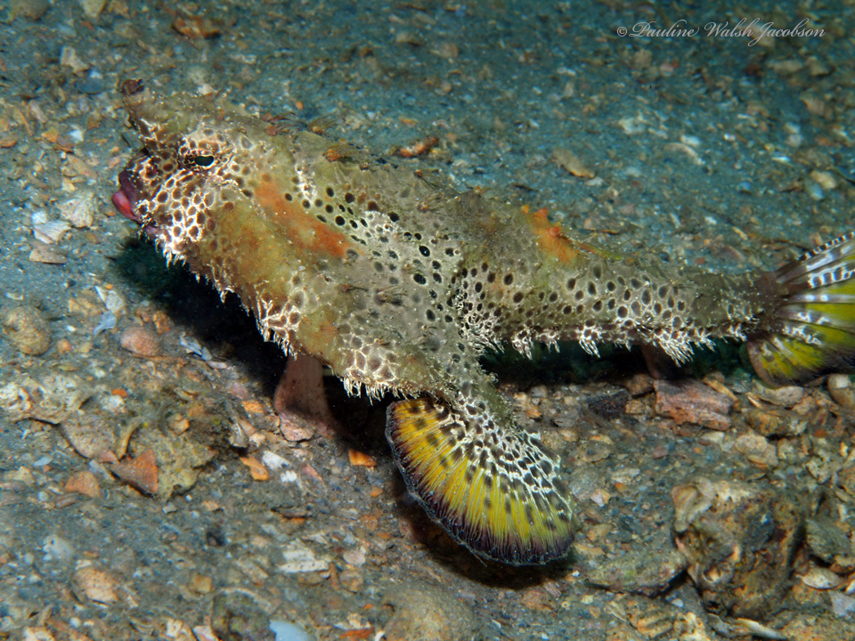 Polka-dot Batfish (Ogcocephalus cubifrons) |commons:File:Ogcocephalus cubifrons.jpg