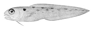 Polka-dot Cusk-eel (Otophidium omostigma) |commons:File:Otophidium omostigma.jpg