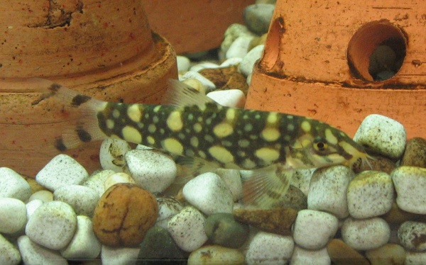 Polka Dot Loach (Botia kubotai) |commons:File:Botia kubotai.jpg