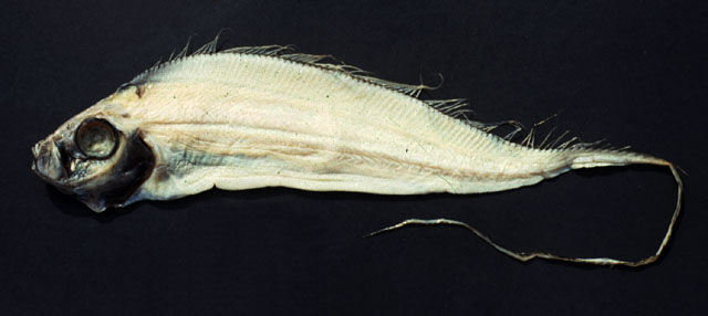 Polka-dot Ribbonfish (Desmodema polystictum) |commons:File:Desmodema polystictum.jpg