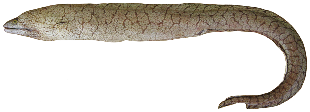 Polygon Moray (Gymnothorax polygonius) |commons:File:Gymnothorax polygonius - pone.0010676.g010.png