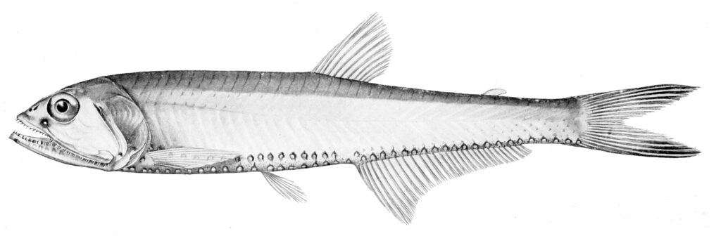 Polymetme illustris (Polymetme illustris) |commons:File:Polymetme illustris.jpg