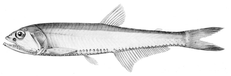 Polymetme illustris (Polymetme illustris) |commons:File:Polymetme illustris.jpg