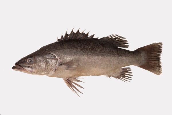 Polyprion oxygeneios (Polyprion oxygeneios) |commons:File:Polyprion oxygeneios.jpg