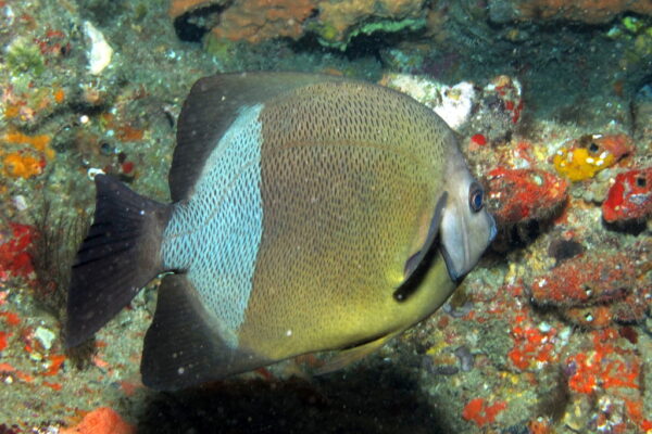 Pomacanthus rhomboides (Pomacanthus rhomboides) |commons:File:Pomacanthus rhomboides, Sodwana Bay.jpg