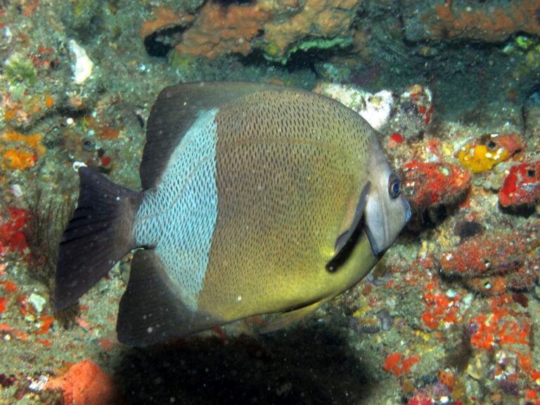 Pomacanthus rhomboides (Pomacanthus rhomboides) |commons:File:Pomacanthus rhomboides, Sodwana Bay.jpg