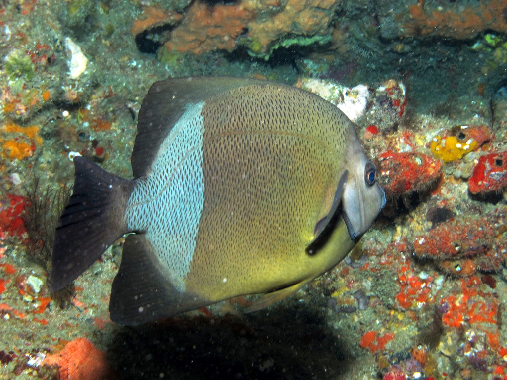 Pomacanthus rhomboides (Pomacanthus rhomboides) |commons:File:Pomacanthus rhomboides, Sodwana Bay.jpg