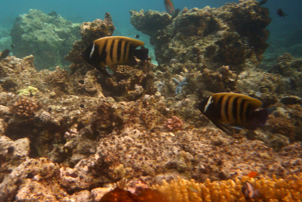 Pomacanthus sexstriatus (Pomacanthus sexstriatus) |commons:File:Maratua Pomacanthus sexstriatus (33).jpg