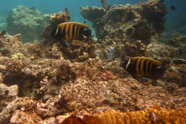 Pomacanthus sexstriatus (Pomacanthus sexstriatus) |commons:File:Maratua Pomacanthus sexstriatus (33).jpg