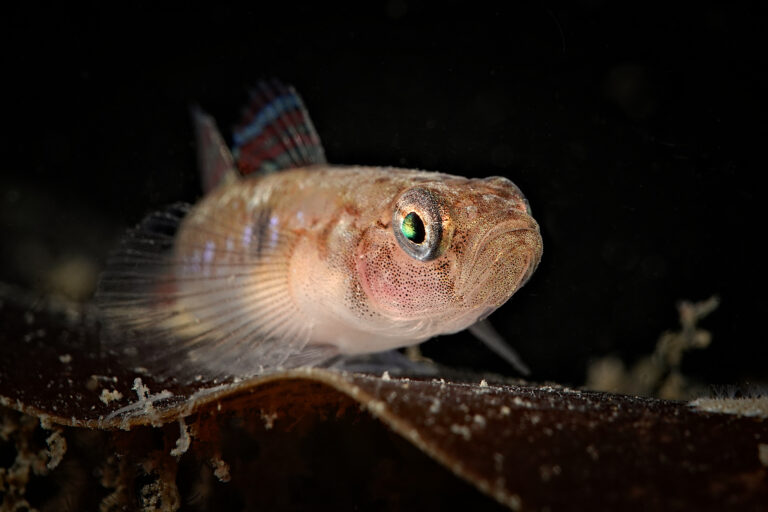 Pomatoschistus flavescens (Pomatoschistus flavescens) |commons:File:Pomatoschistus flavescens - Klaus Kevin Kristensen - 609018476.jpeg