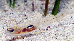 Pomatoschistus knerii (Pomatoschistus knerii) |commons:File:Pomatoschistus knerii.jpg