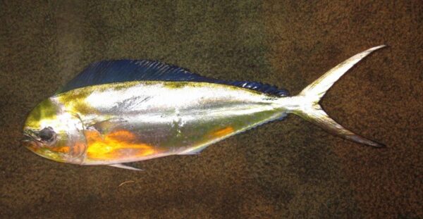 Pompano Dolphin (Coryphaena equiselis) |commons:File:Coryphaena equiselis.jpg