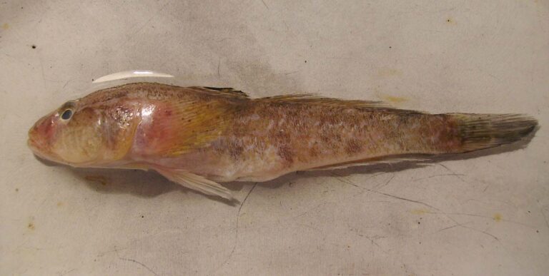 Ponticola syrman (Ponticola syrman) |commons:File:Ponticola syrman.jpg