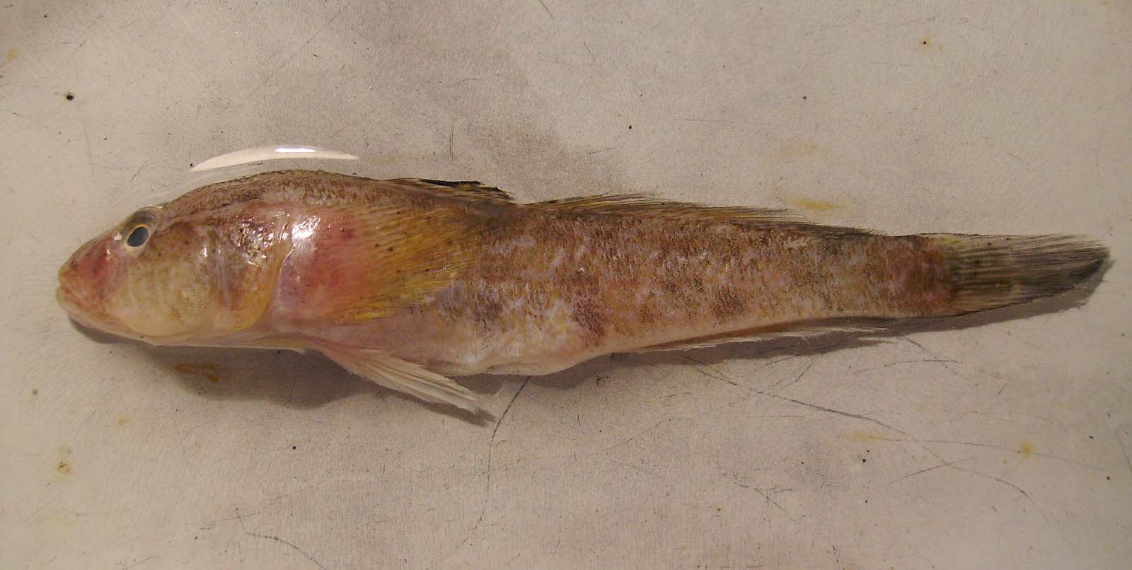 Ponticola syrman (Ponticola syrman) |commons:File:Ponticola syrman.jpg