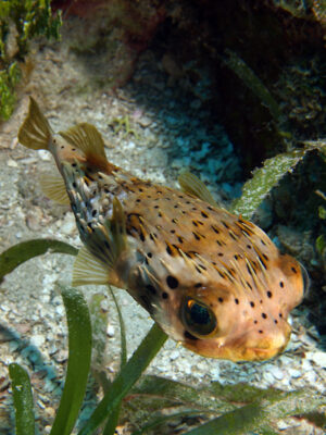 Porcupine Puffer (Diodon holocanthus) |commons:File:Diodon holocanthus (Ballonfish).jpg