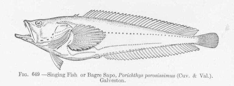 Porichthys porosissimus (Porichthys porosissimus) |commons:File:FMIB 52218 Singing Fish or Bagre Sapo, Porichthys porosissimus (Cuv & Val)ton.jpeg