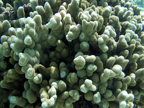 Porites Annae (Porites annae) |commons:File:Porites annae.jpg