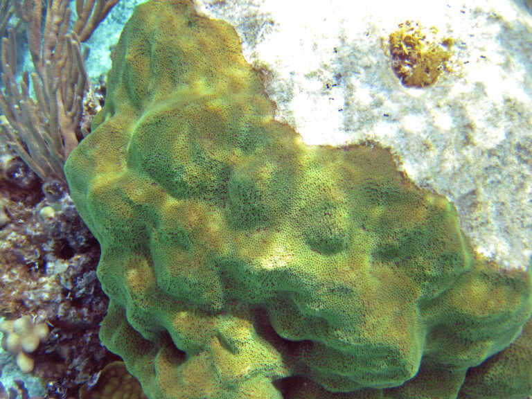 Porites Astreoides (Porites astreoides) |commons:File:Porites astreoides (mustard hill coral) (San Salvador Island, Bahamas) 10 (15475435574).jpg