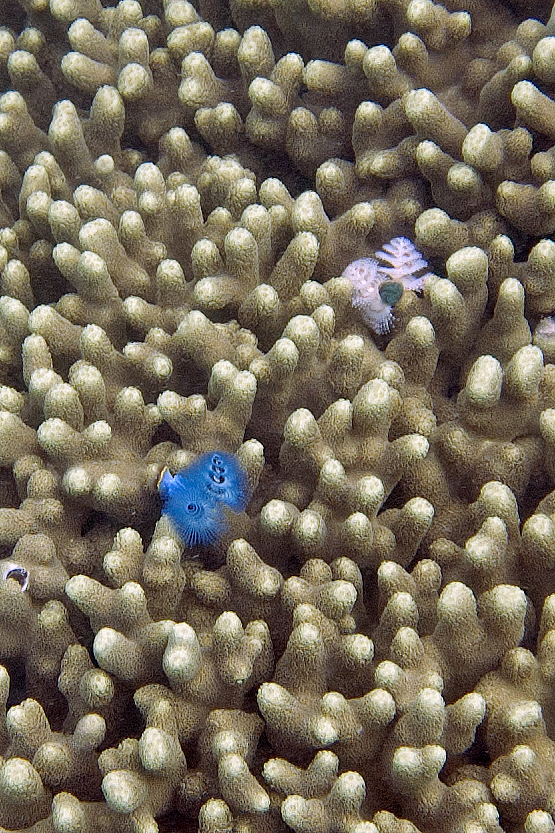 Porites Attenuata (Porites attenuata) |commons:File:Christmas tree worm Spirobranchus giganteus growing on Porites attenuata (5799867677).jpg