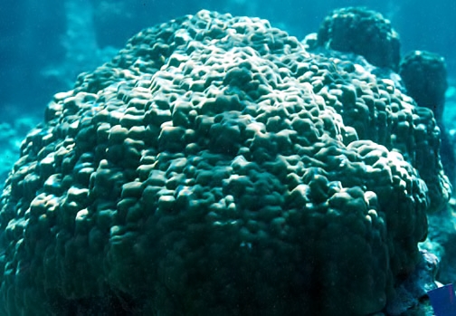 Porites Australiensis (Porites australiensis) |commons:File:Porites australiensis, Guam.jpg