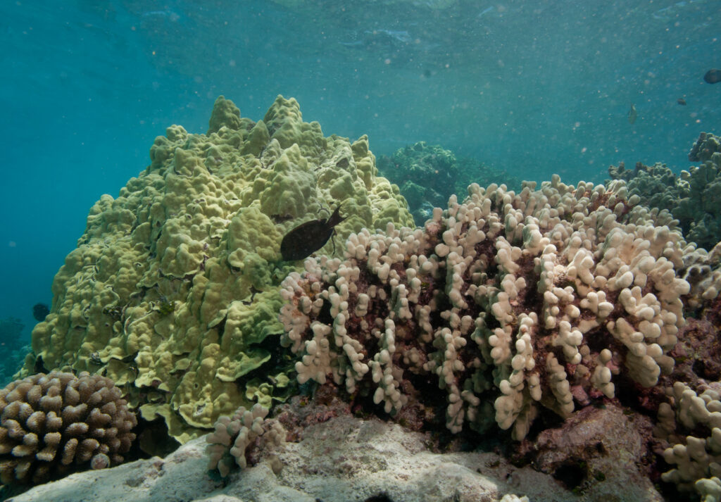 Porites Compressa (Porites compressa) |commons:File:Auliflower coral (Pocillopora meandrina), lobe coral (Porites lobata), and finger coral (Porites compressa) (5762963067).jpg