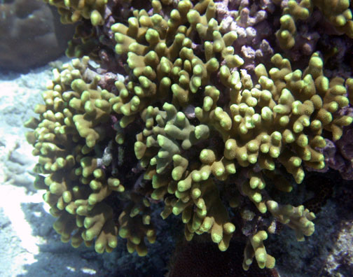 Porites Cylindrica (Porites cylindrica) |commons:File:Porites cylindrica, Guam.jpg